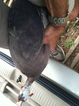 AppleMark

violet guinea