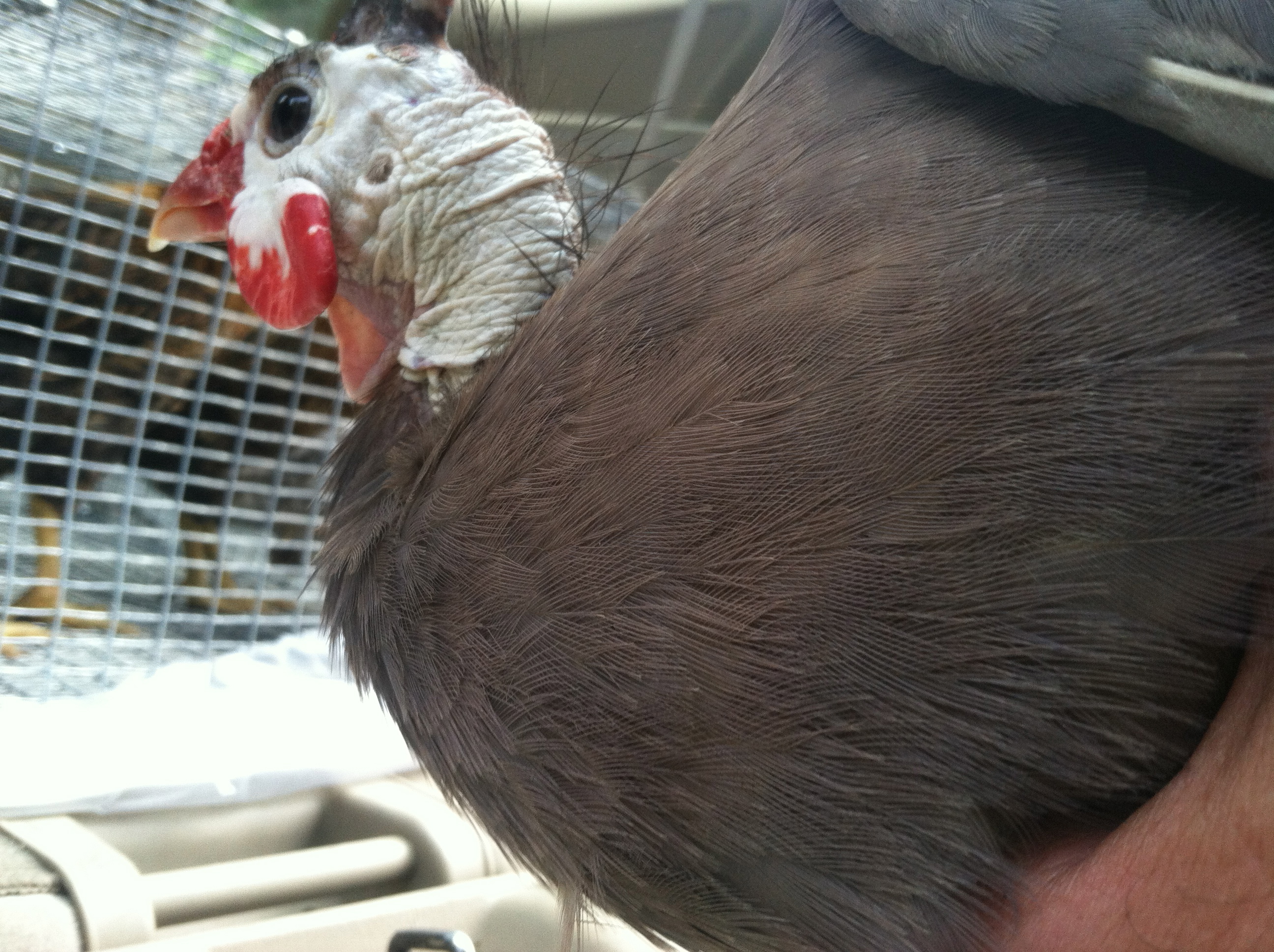 AppleMark

violet guinea