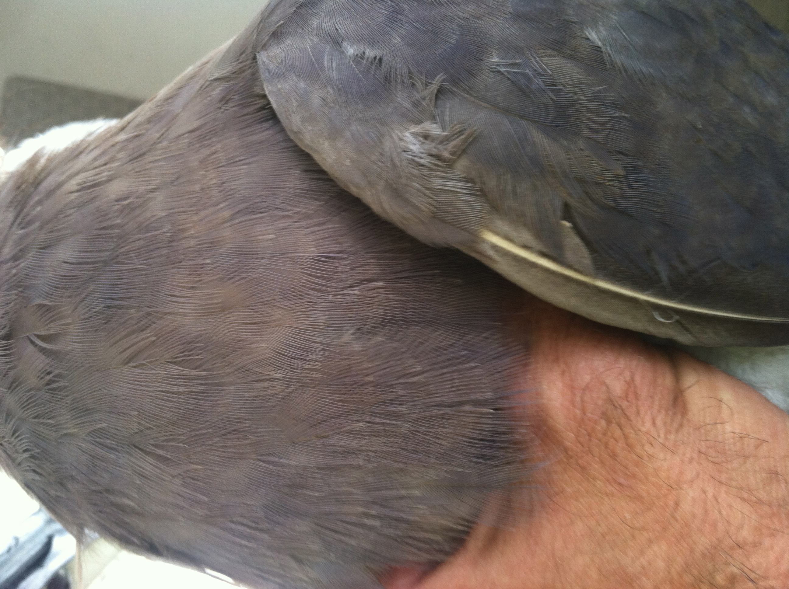 AppleMark

violet guinea