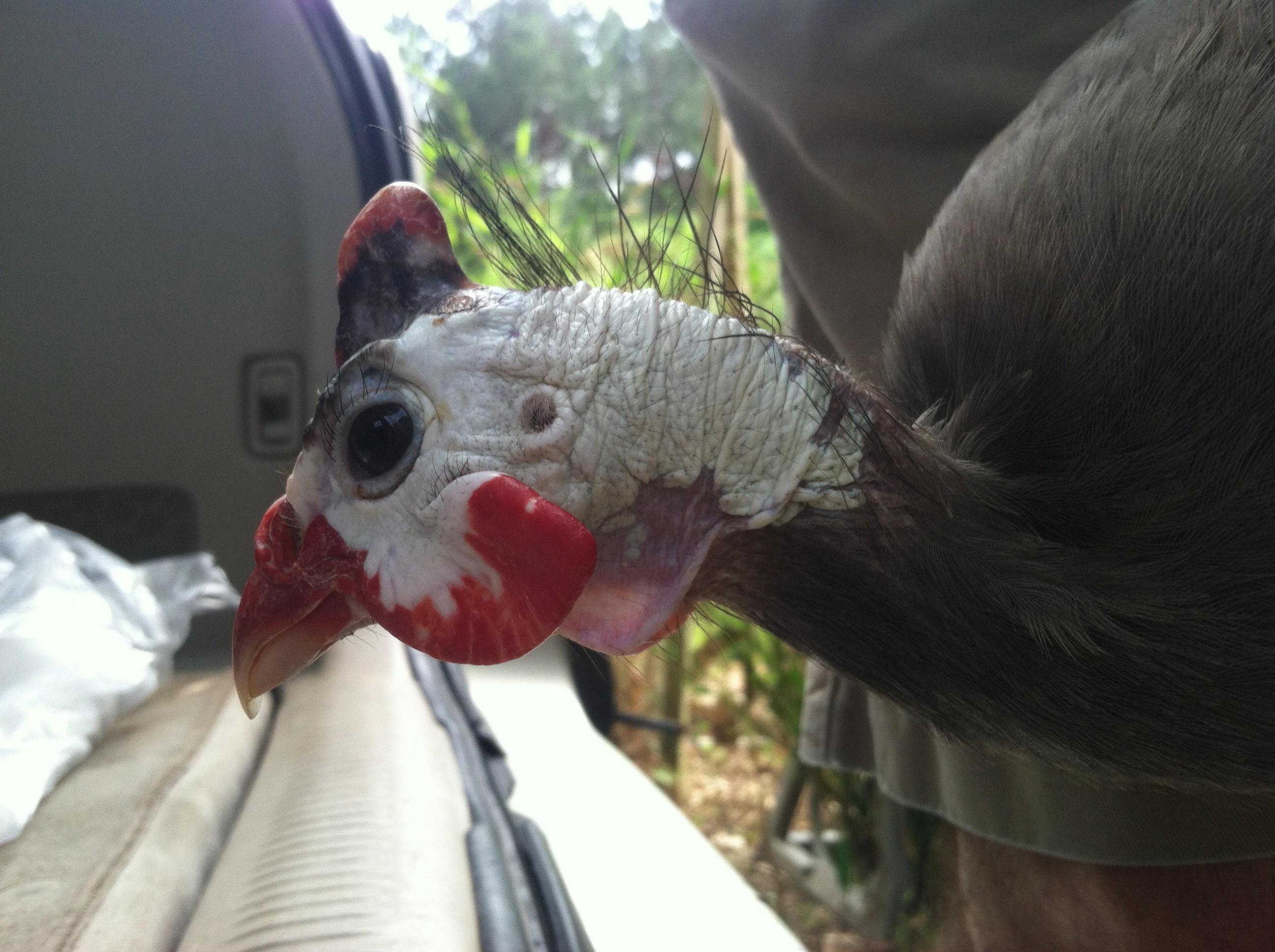 AppleMark

violet guinea