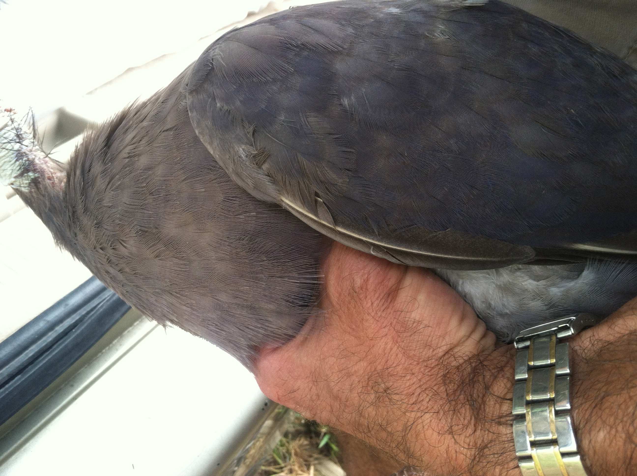 AppleMark

violet guinea