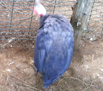 AppleMark

violet guinea