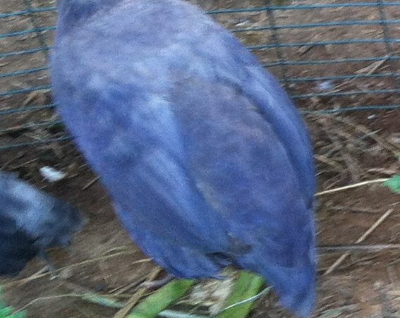 AppleMark

violet guinea