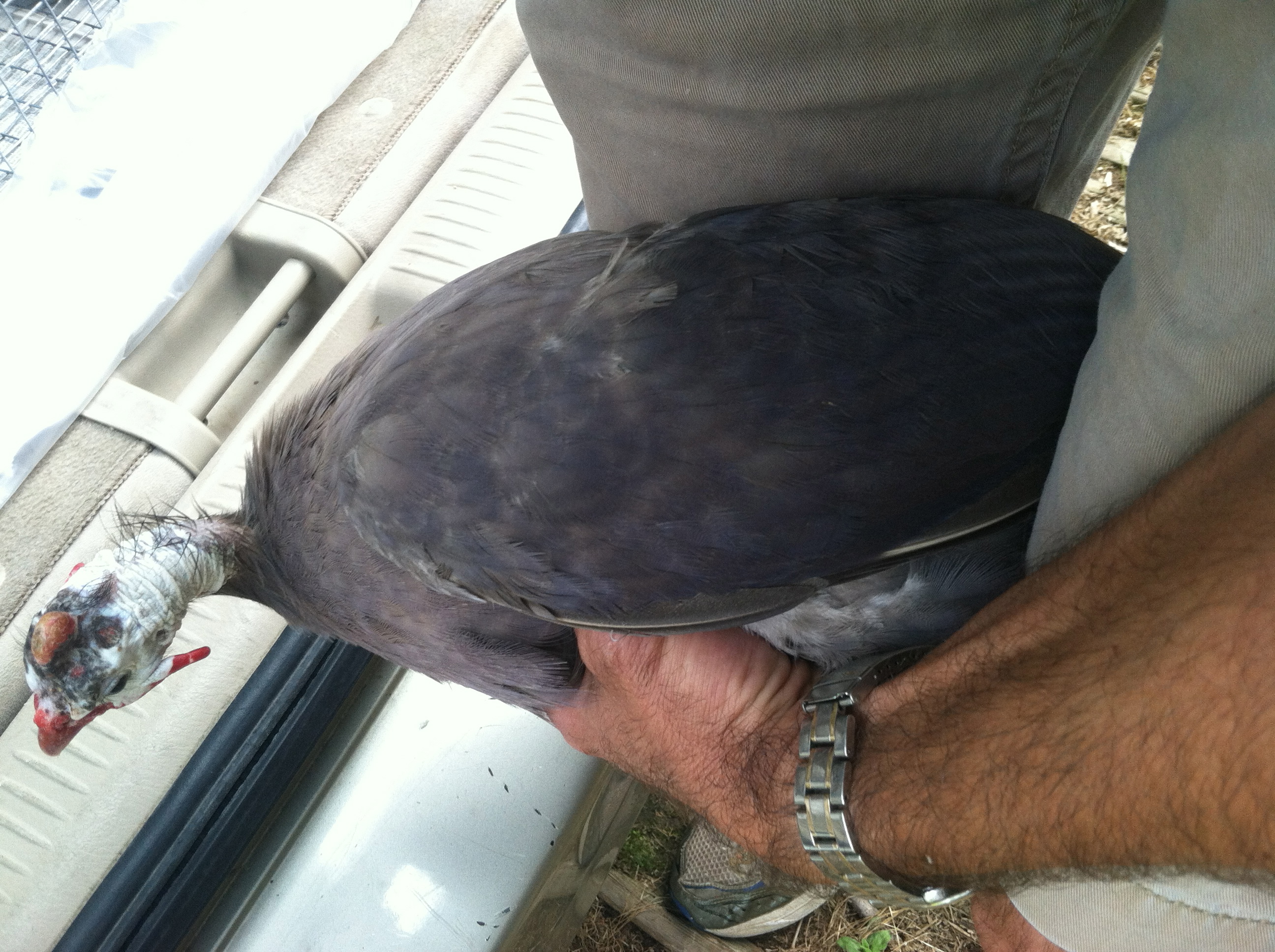 AppleMark

violet guinea