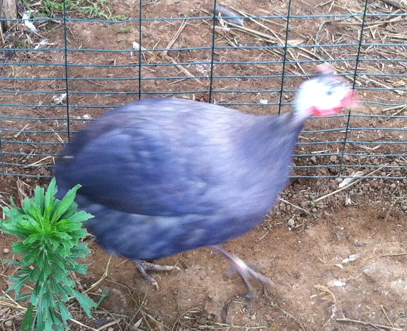 AppleMark

violet guinea