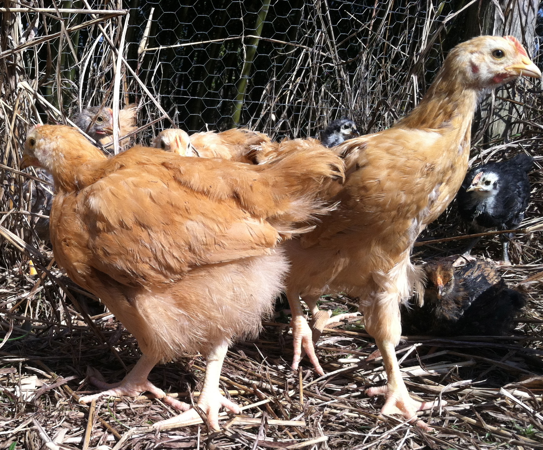 AppleMark
Young Buff Orpingtons with Black Australorps in the background