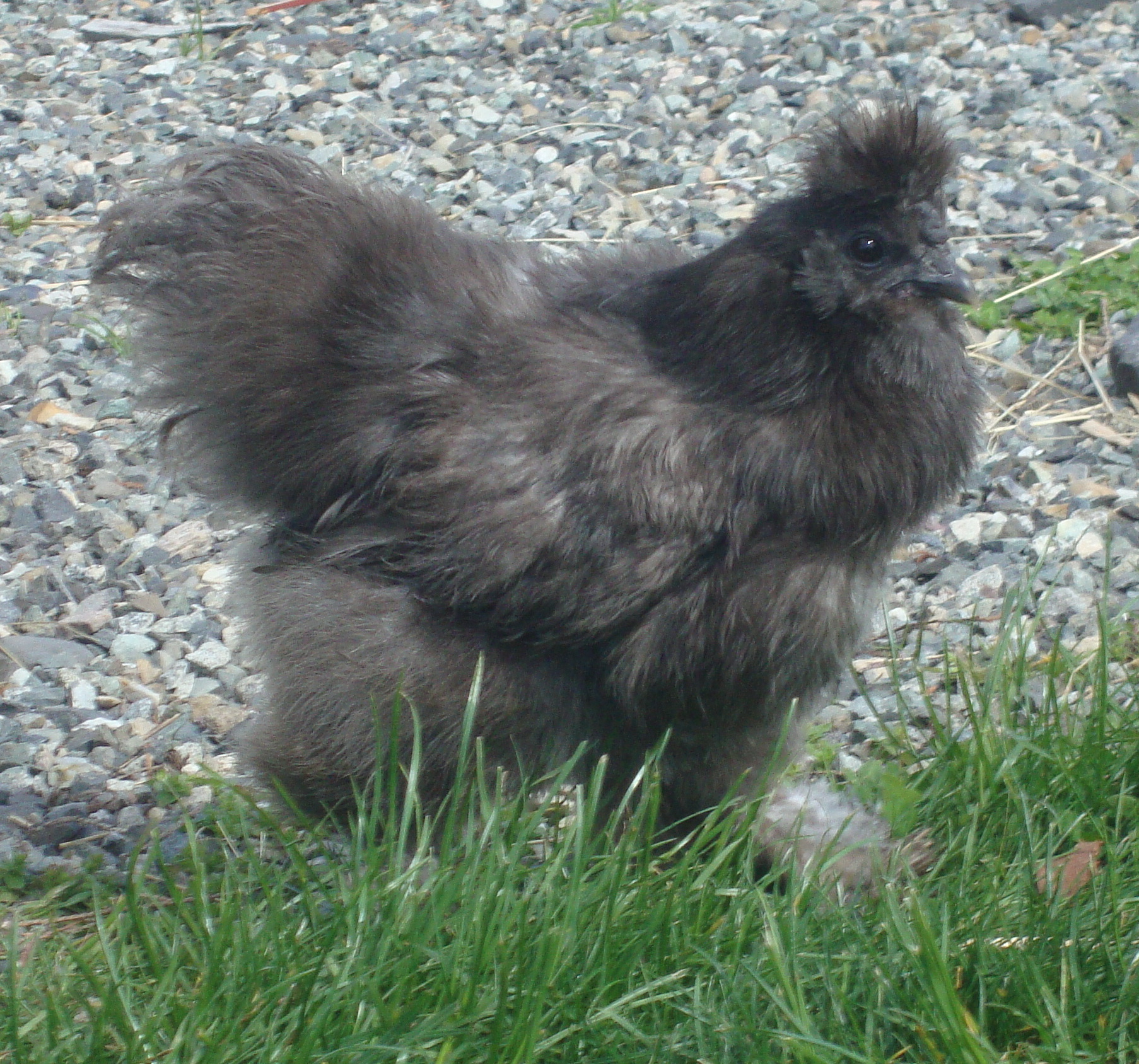 AppleMark