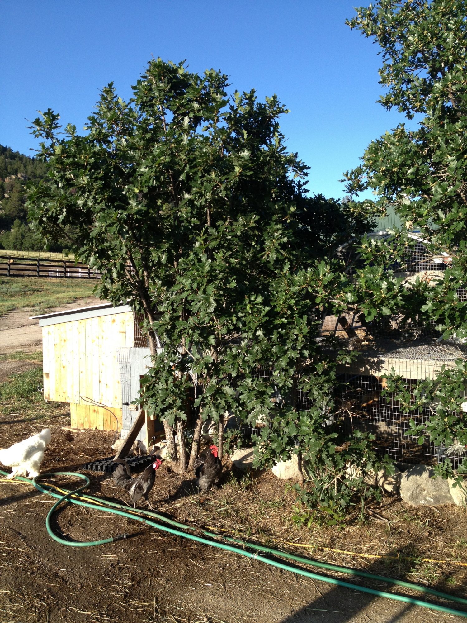 AppleMark