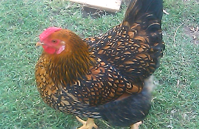AppleMark