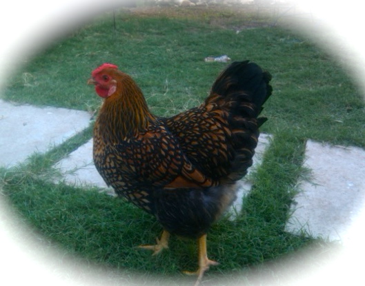 AppleMark