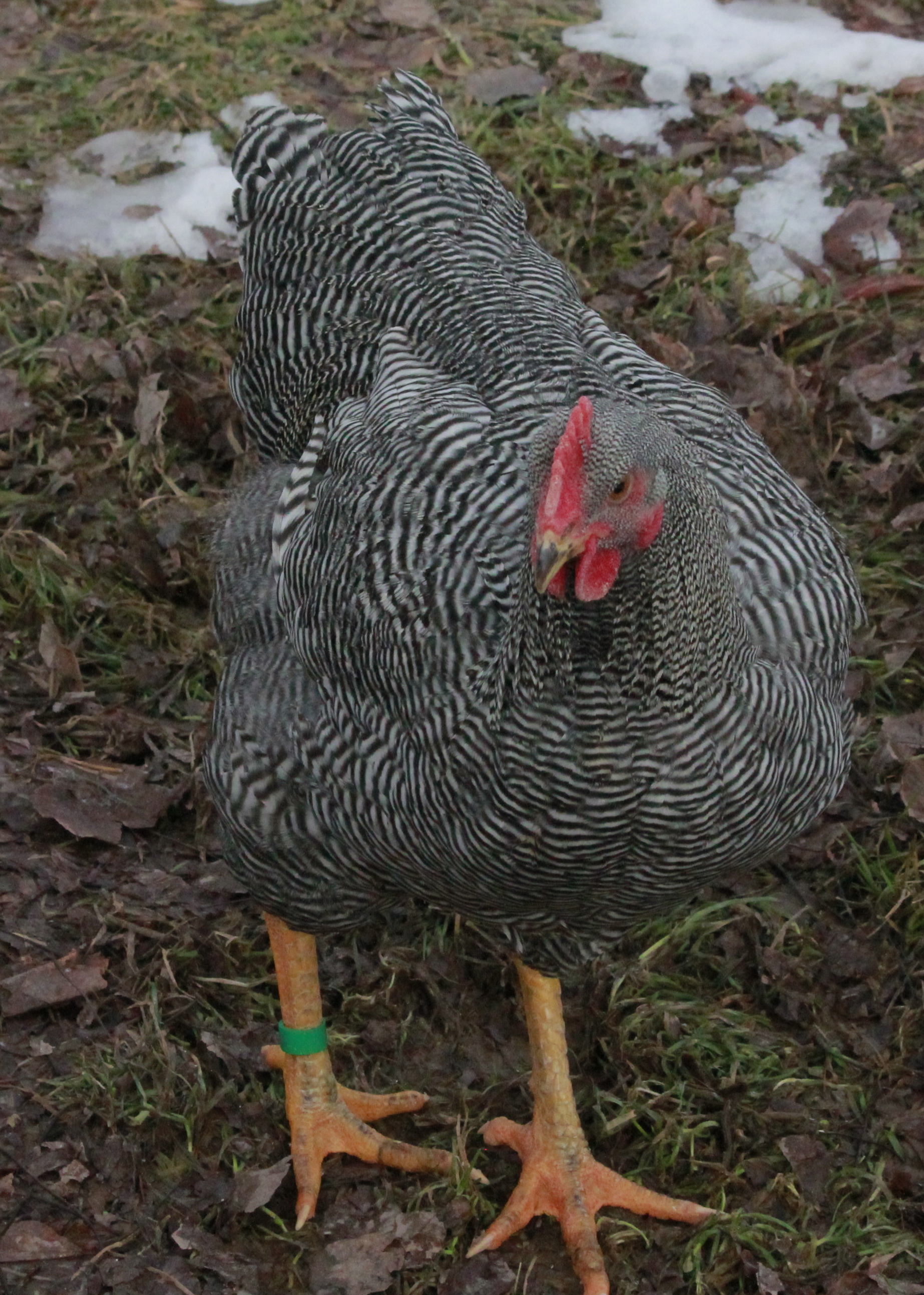 AppleMark