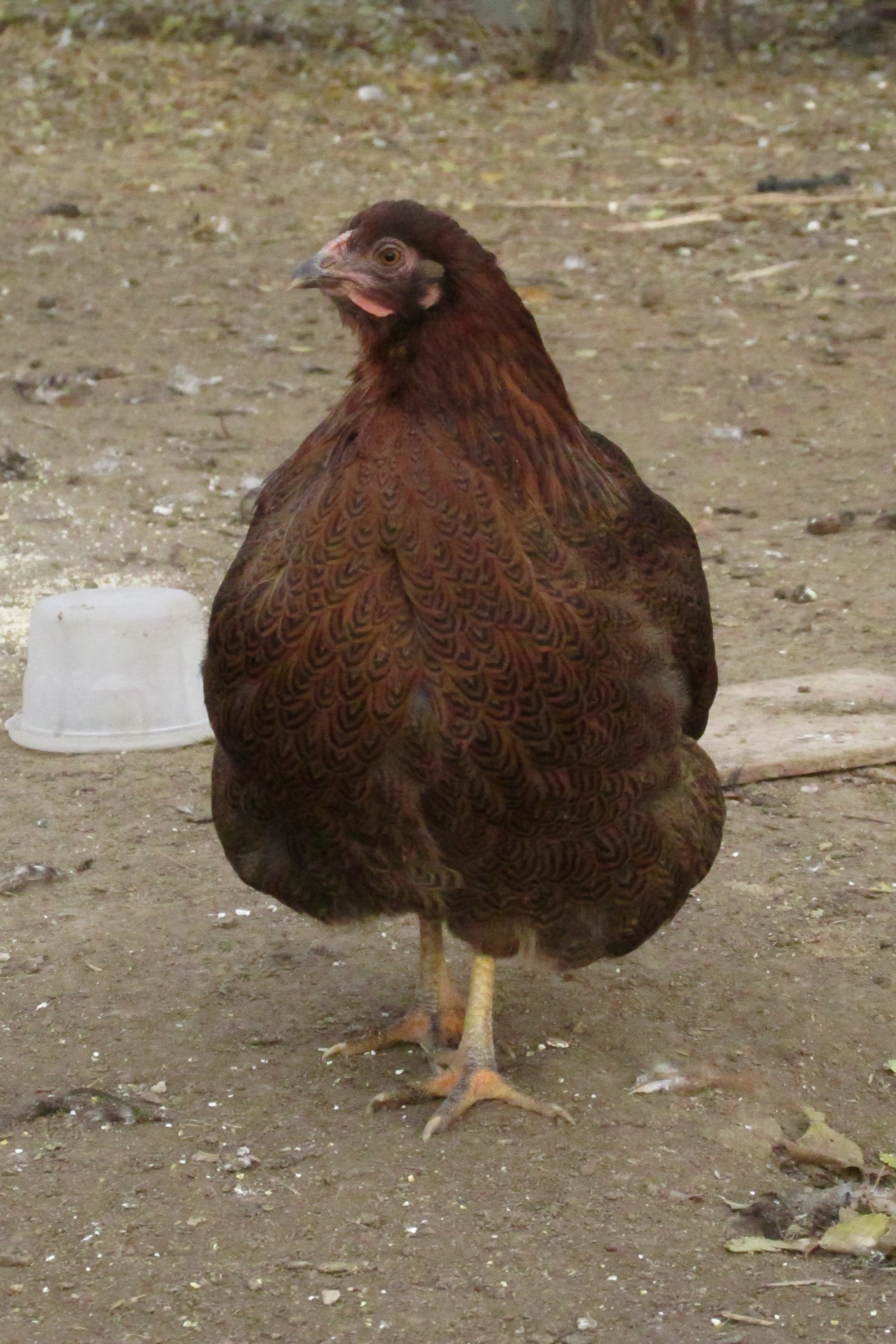 AppleMark