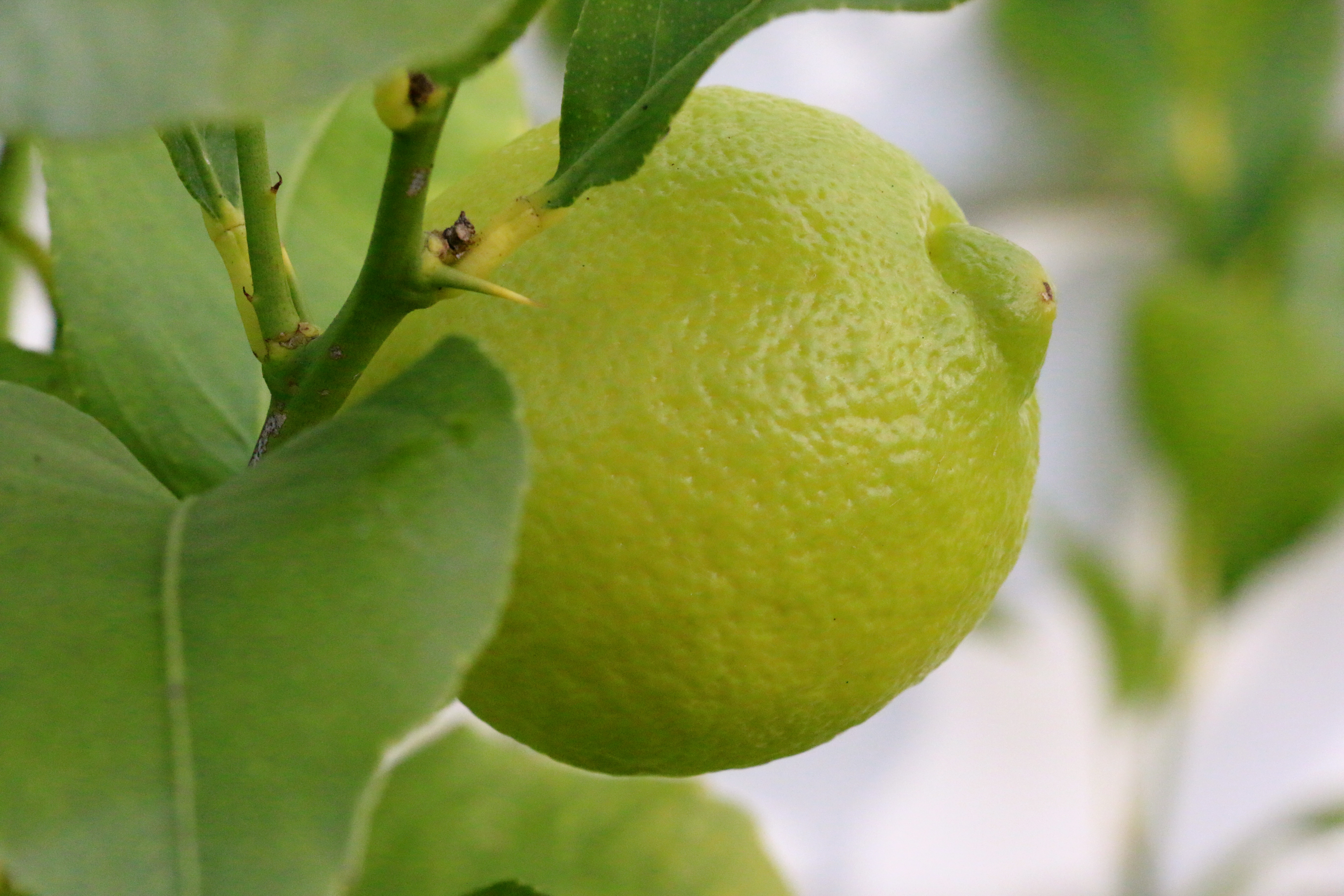 AppleMark