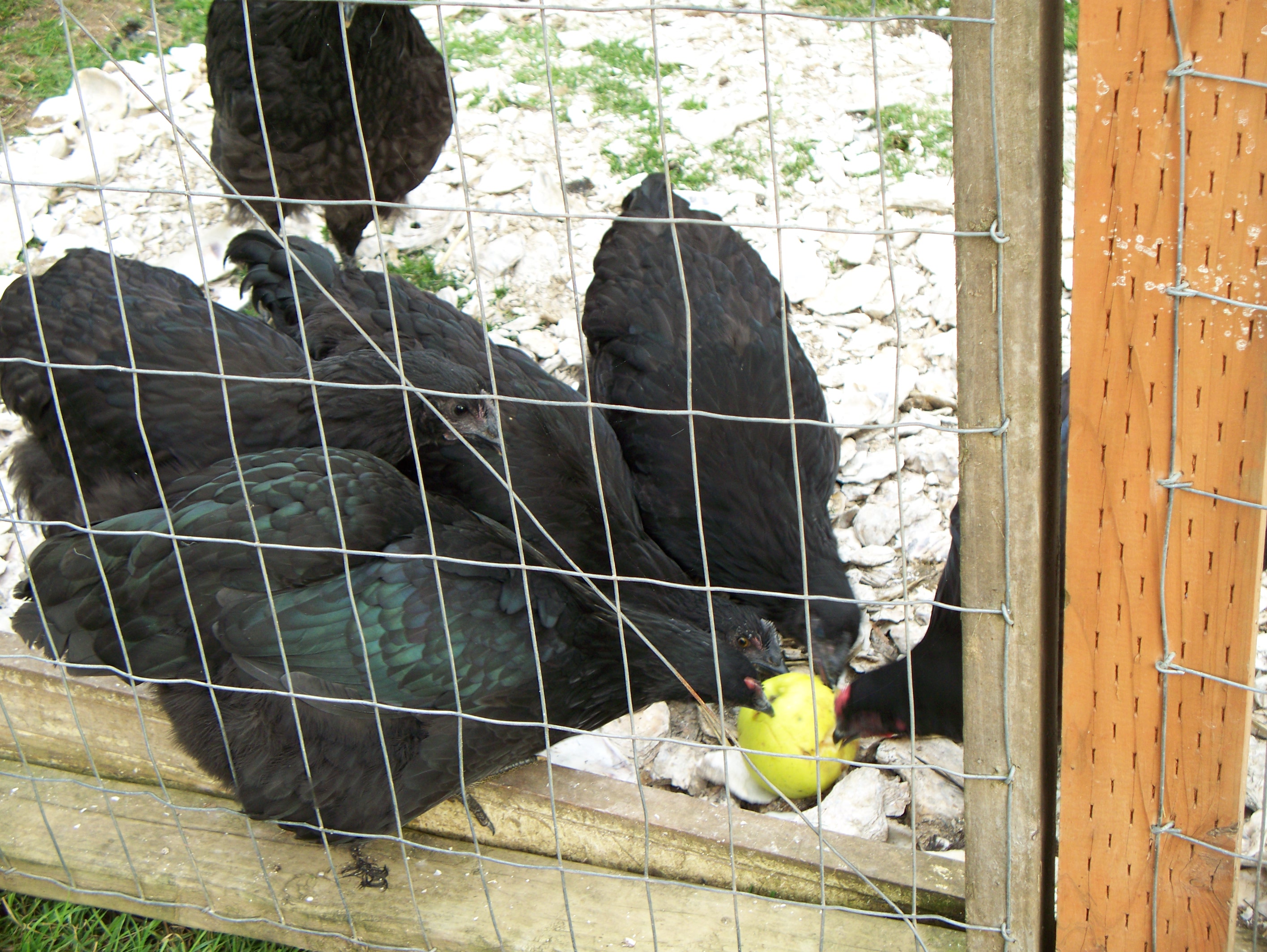 Apples 012.jpg
Black Java