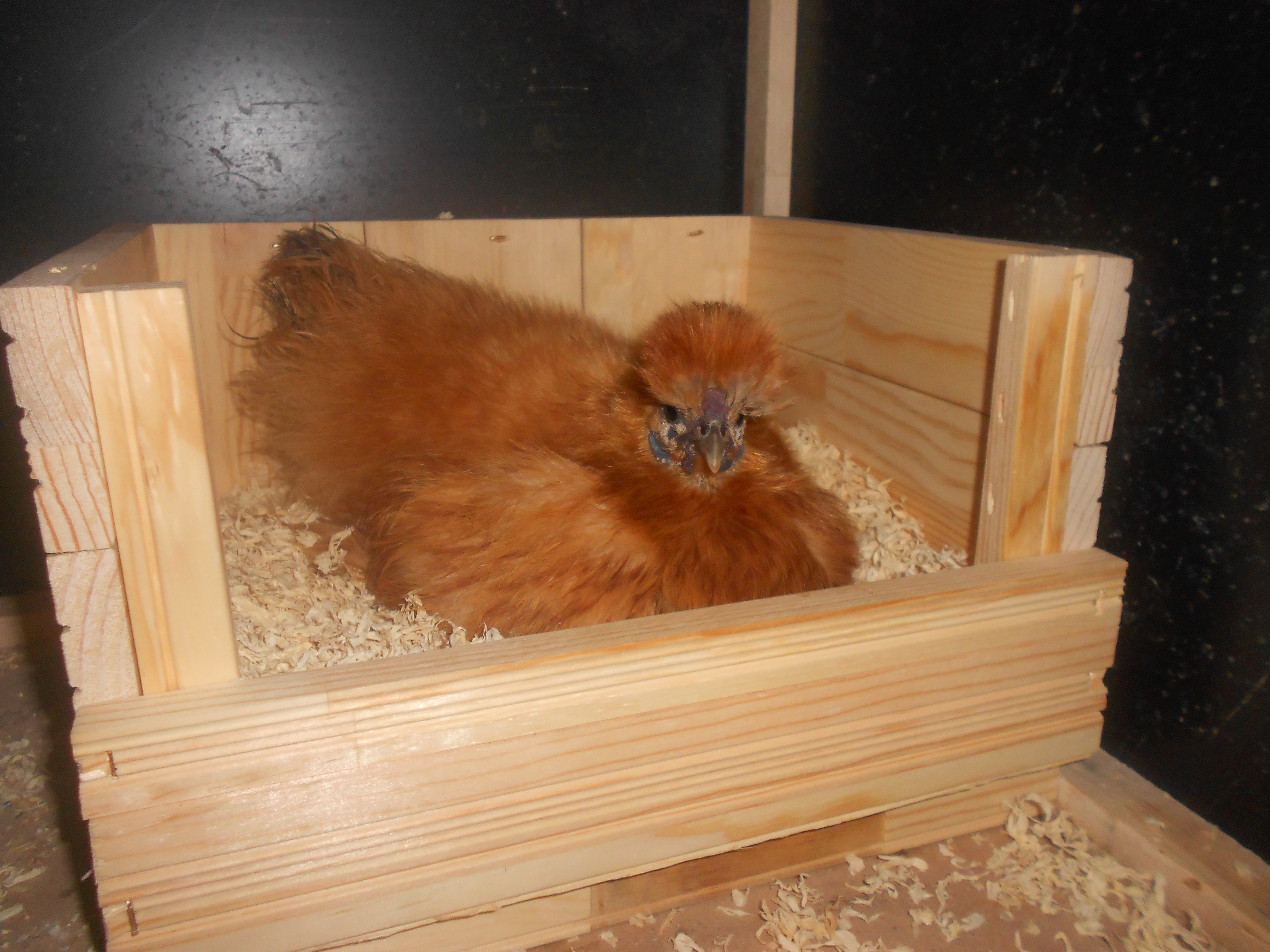 Apricot being broody. 23 degrees outside 75 degrees inside