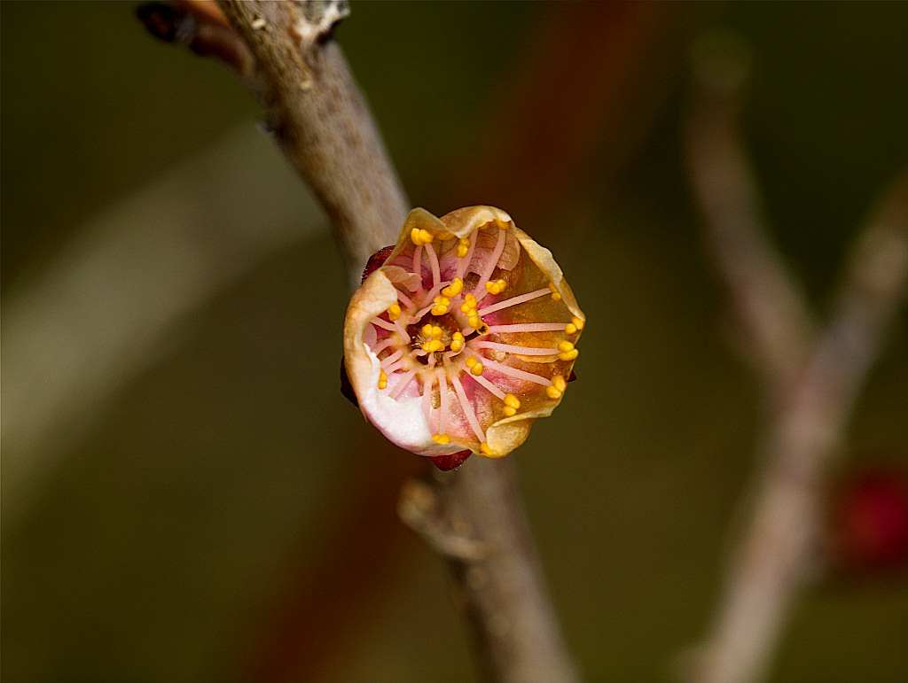 Apricot blossom