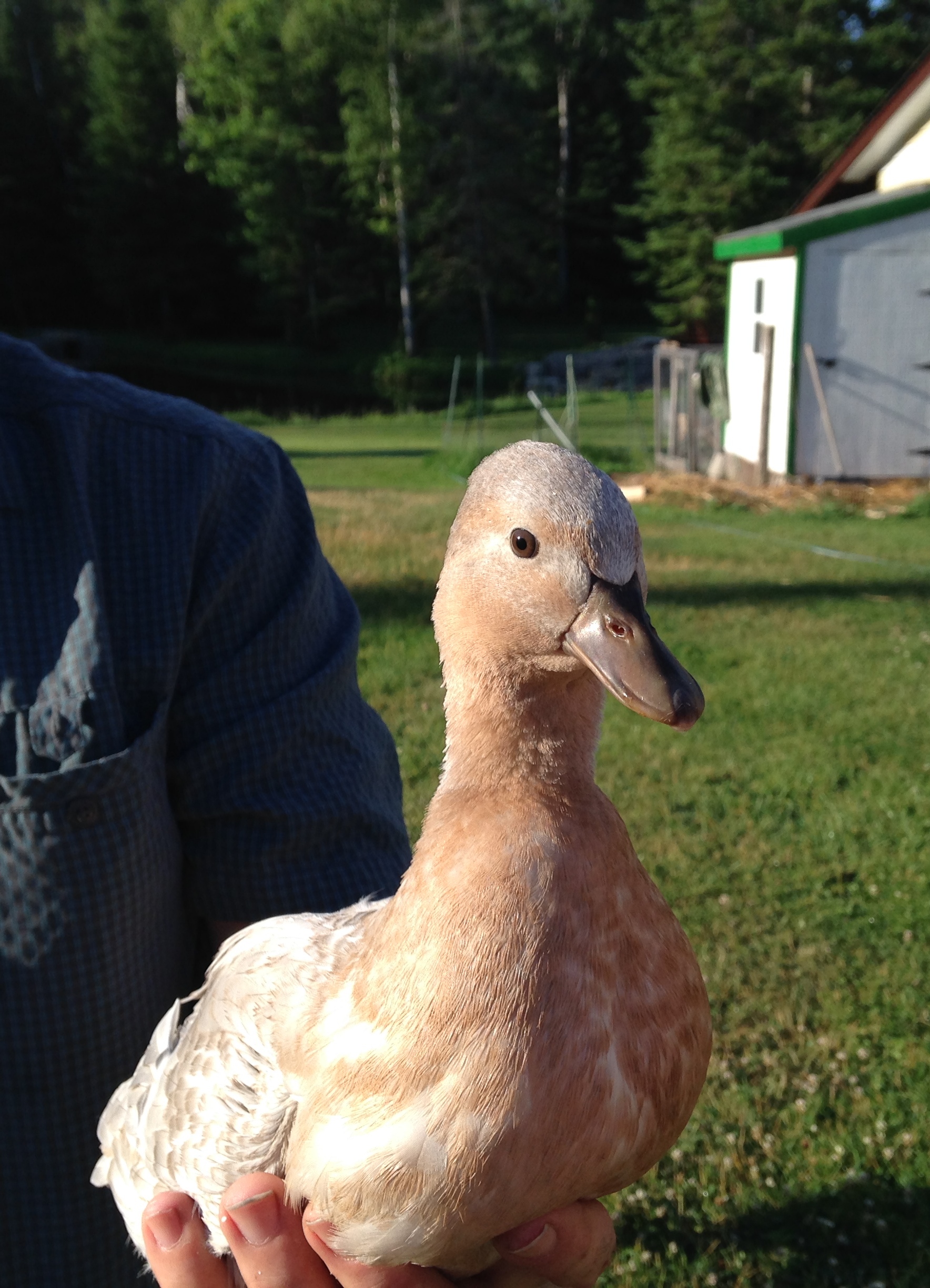 Apricot Silver Call Duck