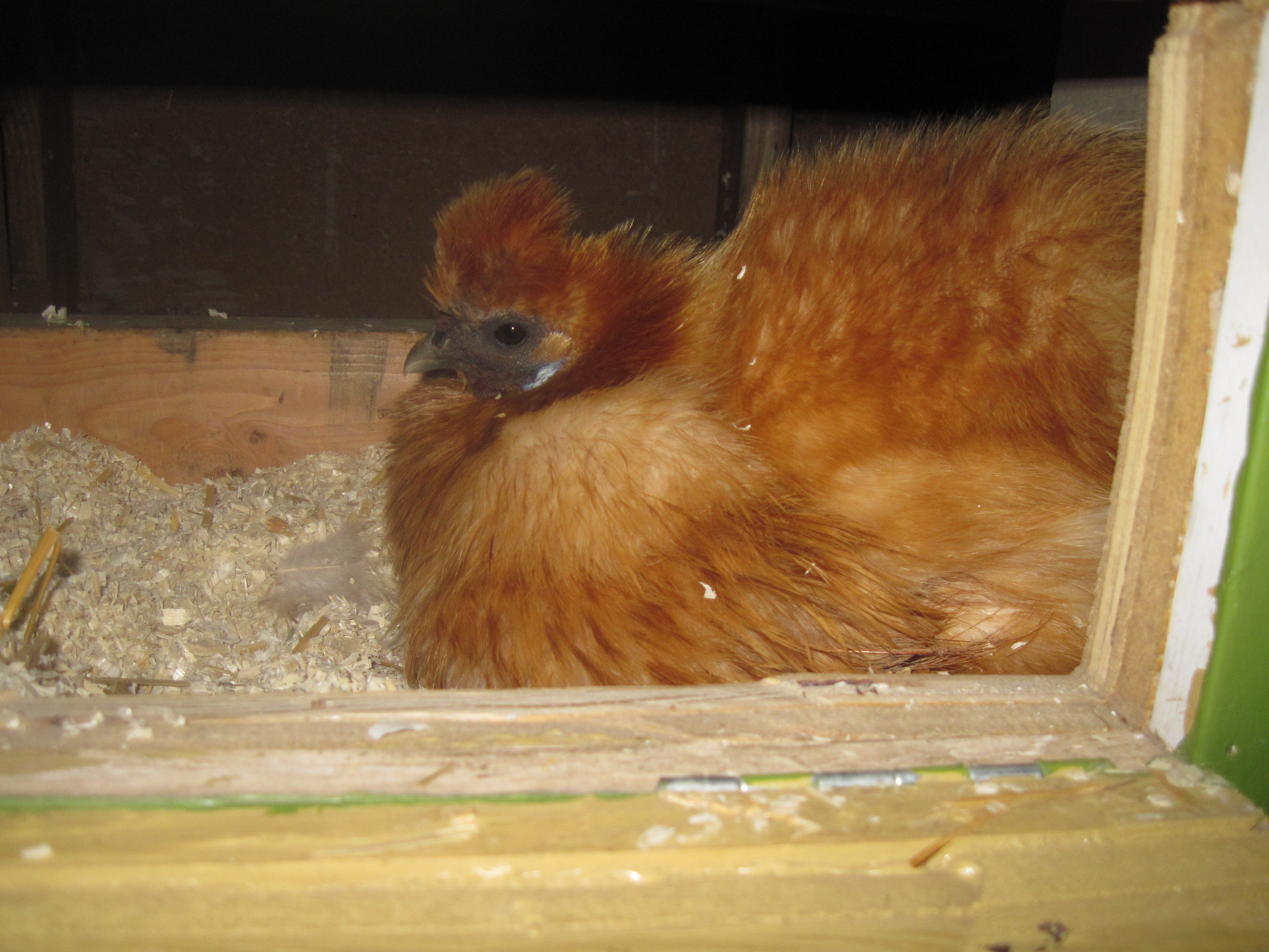 Apricot sitting on 6 eggs