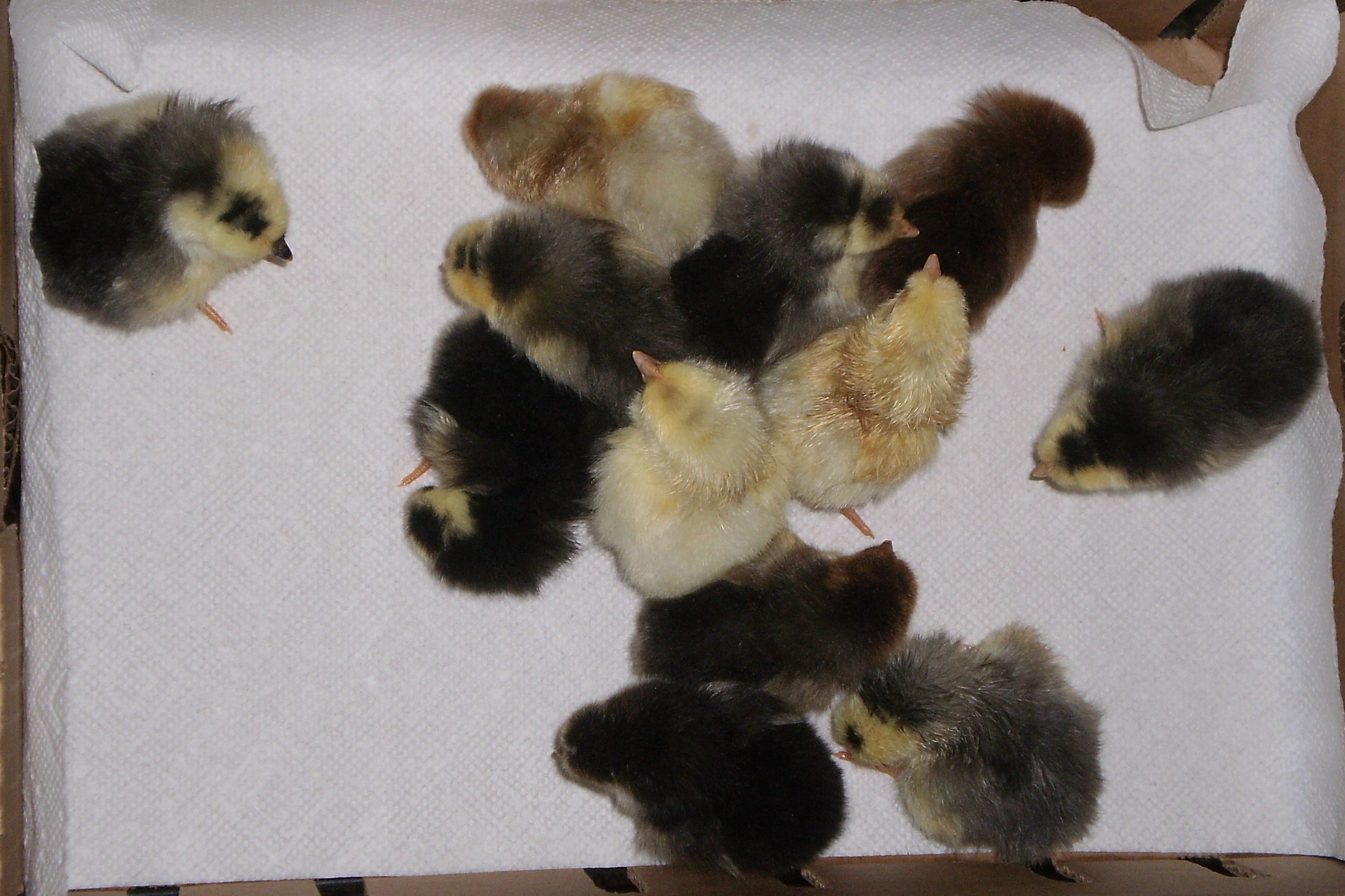 April 17, 2015 Hatch