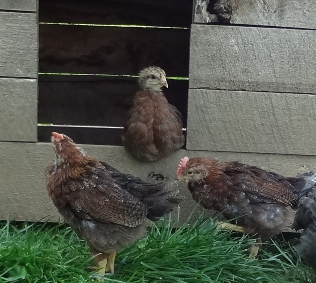 April 19 2012--Welsummer chicks enjoying a day outside  a hen and two roos)   5 weeks old