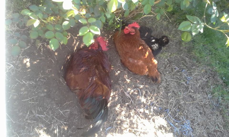 April 2015. These are my brothers chicken, the two RIR pictured here are where I got the egg that later became nemo!  left to right:  Chicken Patty, ms. Hen and Chicken Nugget lol