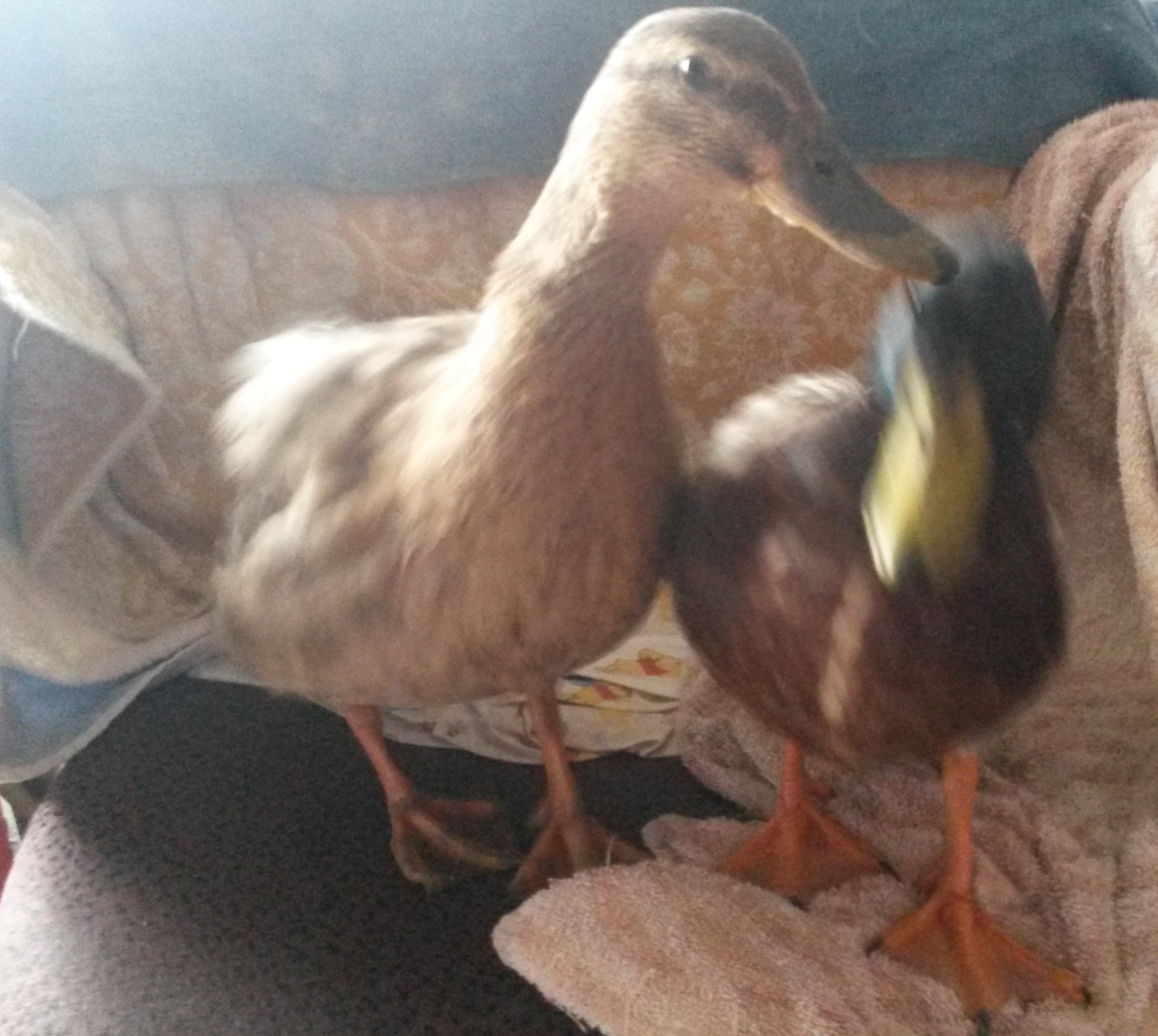 April and Andy the frozen ducks.April tetting Andy  shes not doing that again.It was too scary.
 Story below on next pic