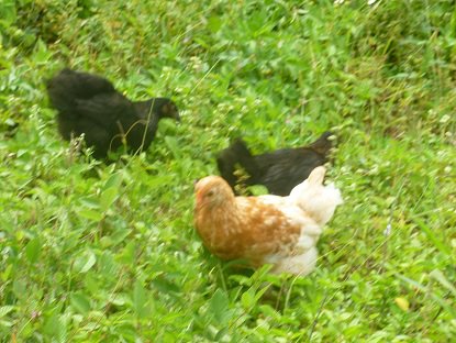 April, May and June free ranging