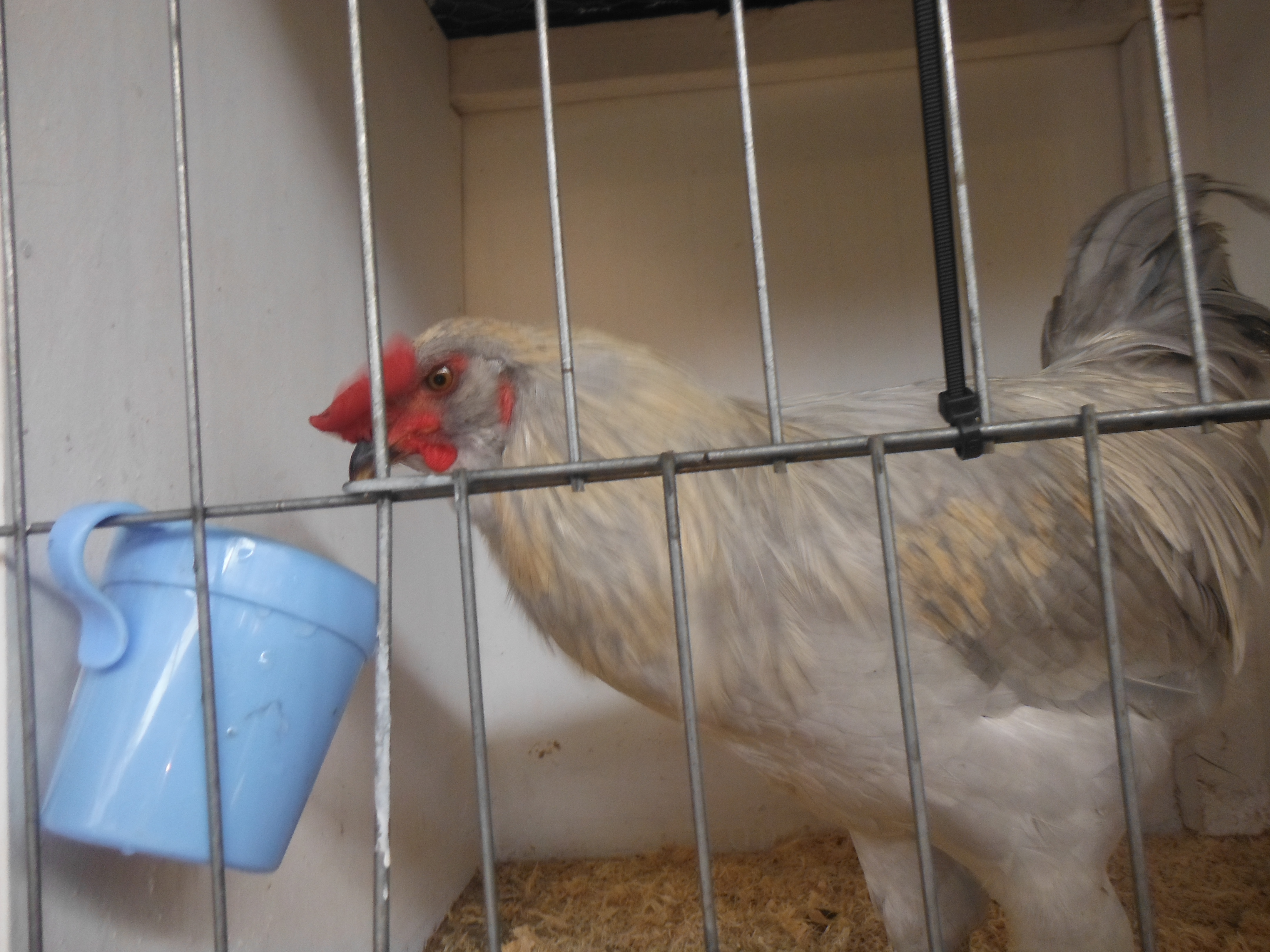 aracauna rooster at moss Vale poultry auction