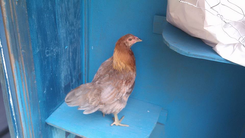 Araucana 2 1/2 months old.  these two  The Araucana and the Silver Laced Wyandott.  are soooo afraid of the other chickens. I cannot put them with them at all.  They get soo frightened. Especially this little one.