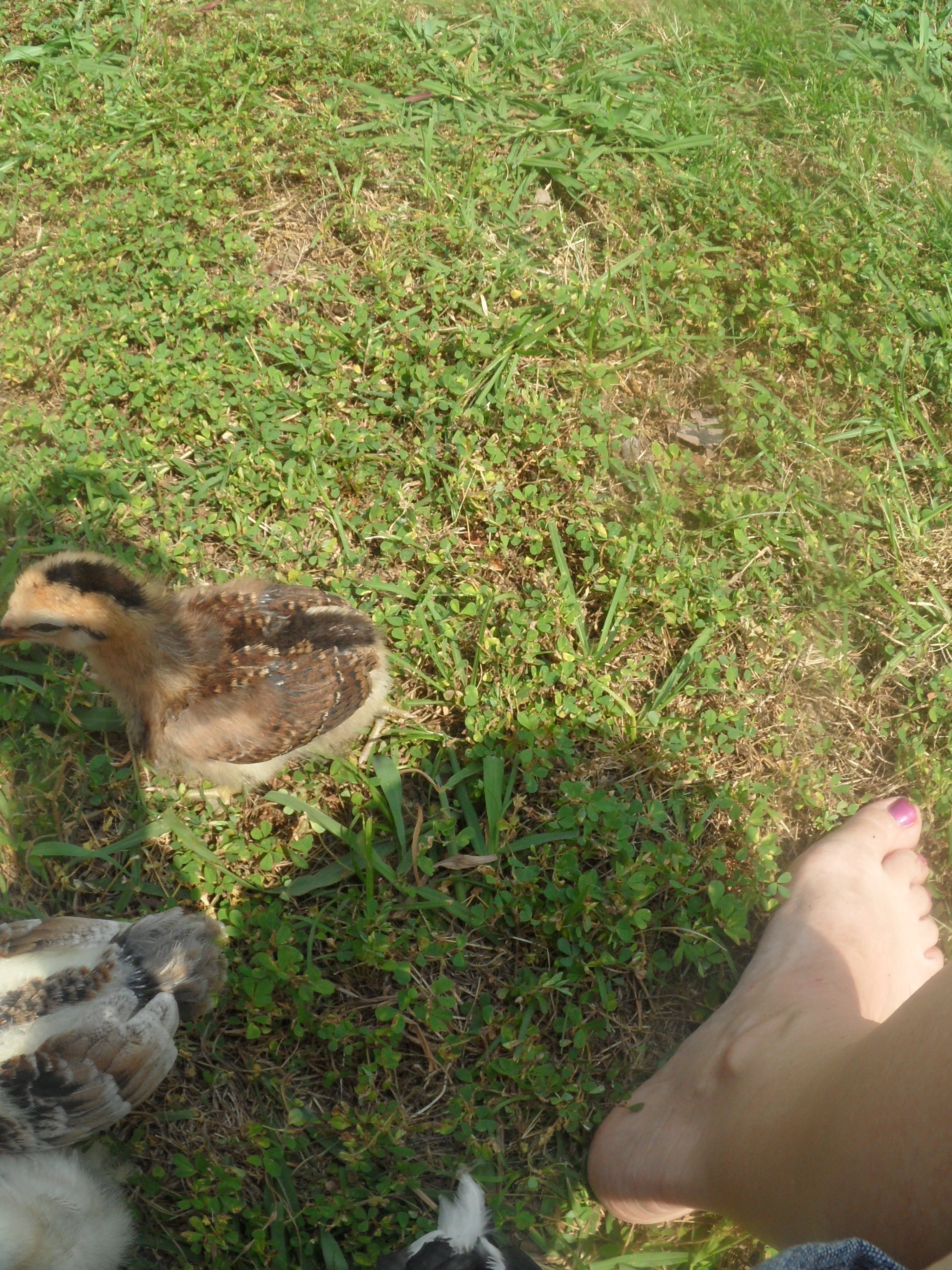 Araucana at 2 weeks