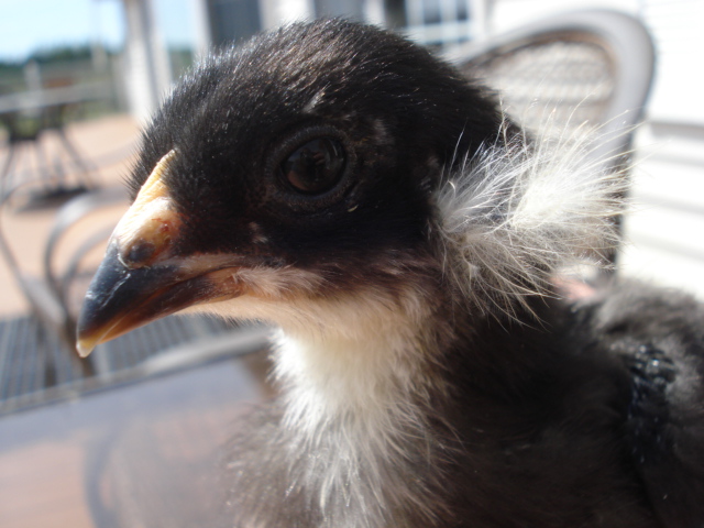 Araucana chick best head picture