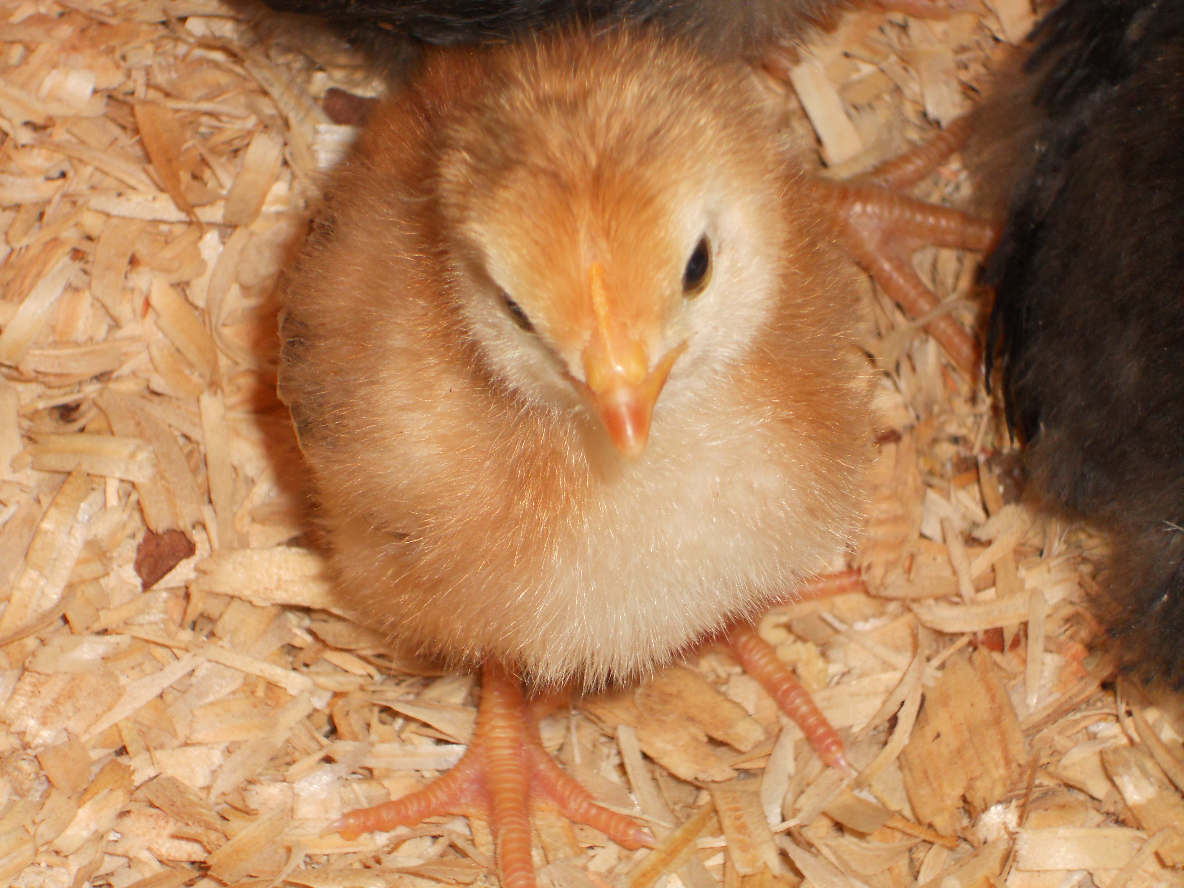 Araucana chick?
