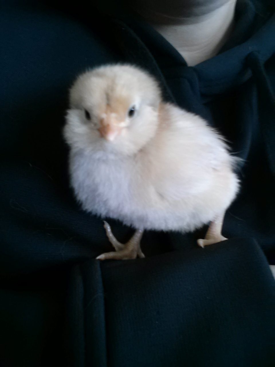 Araucana chick