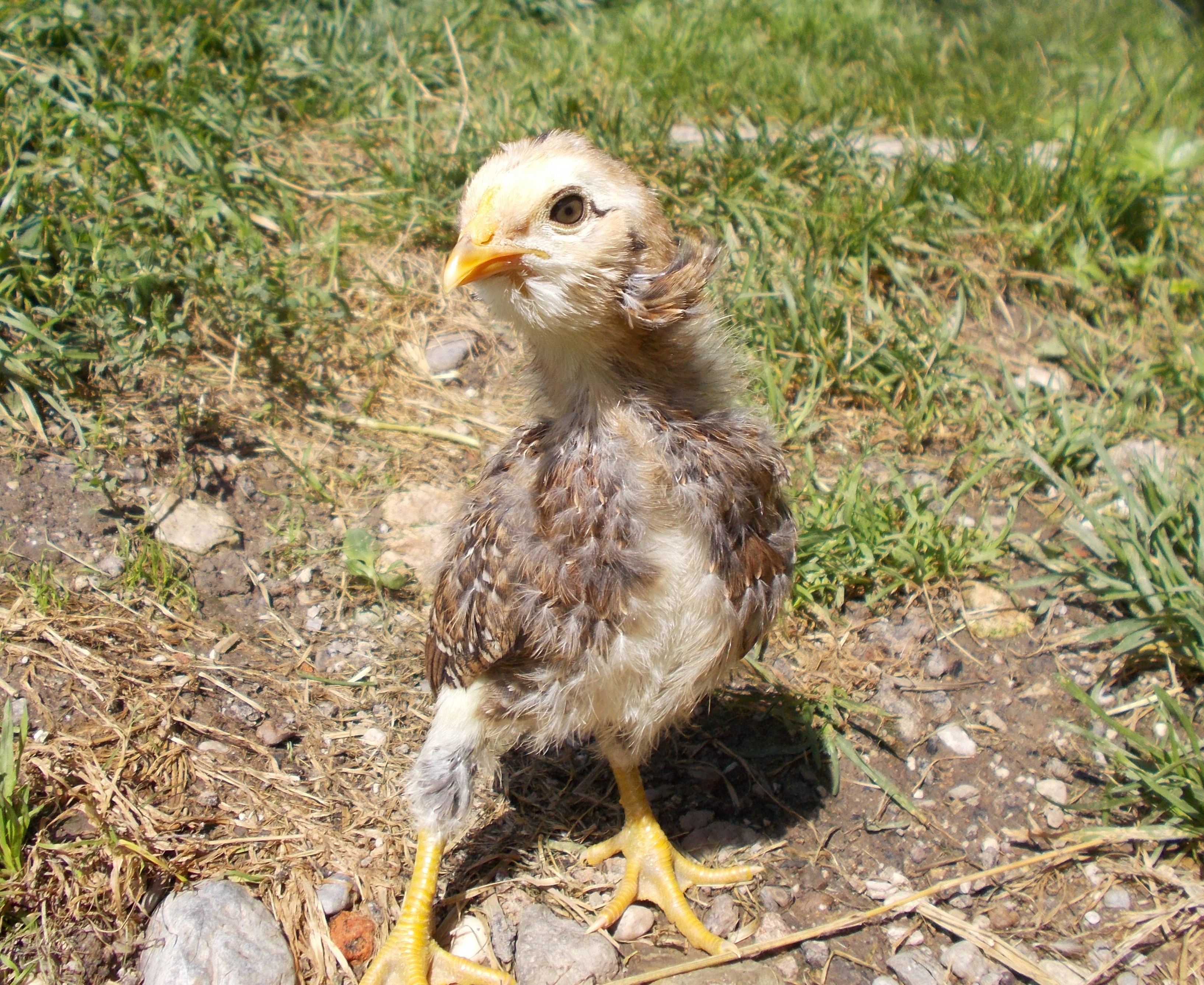 araucana chick