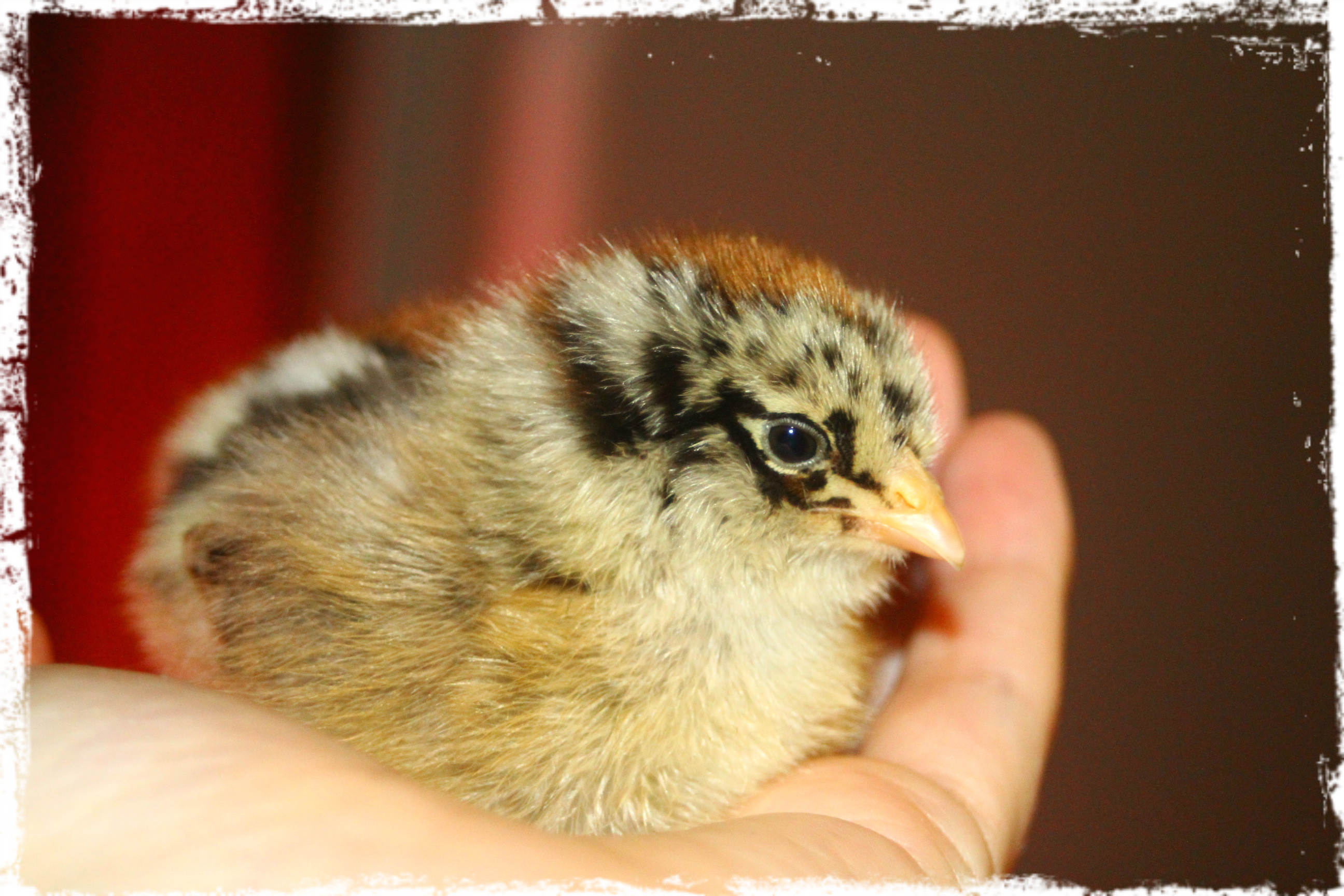 Araucana/Easter Egger chick 4/23/13