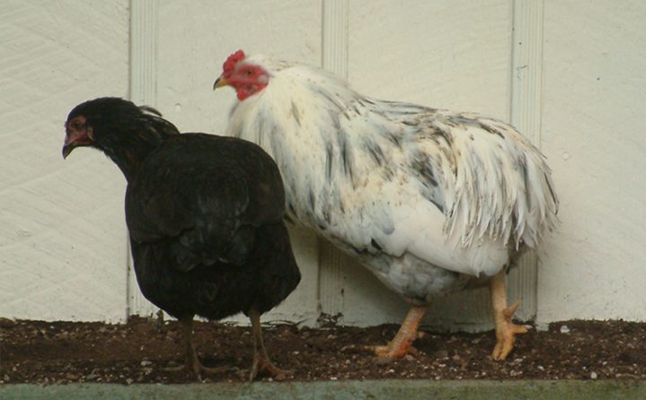 Araucana pair