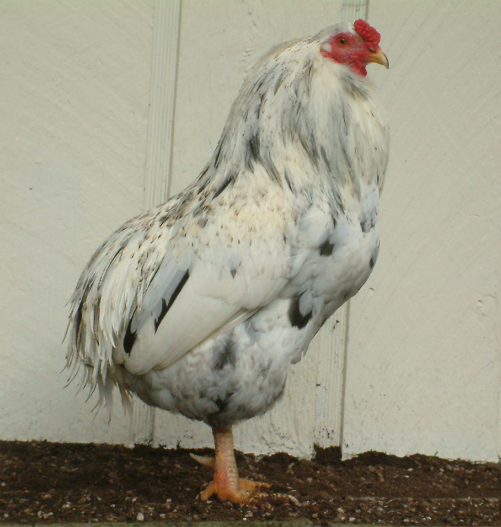 Araucana rooster