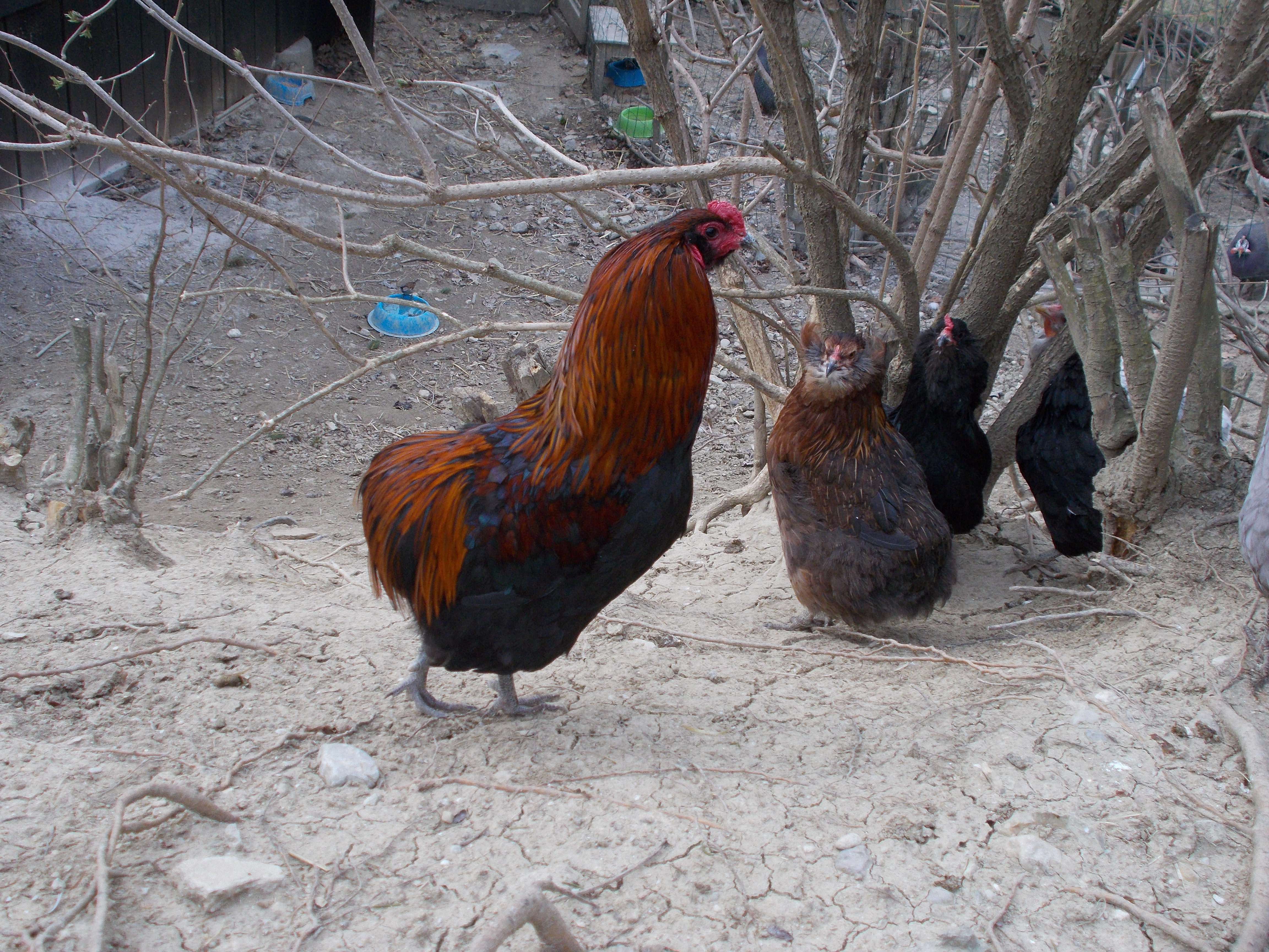 araucana rooster