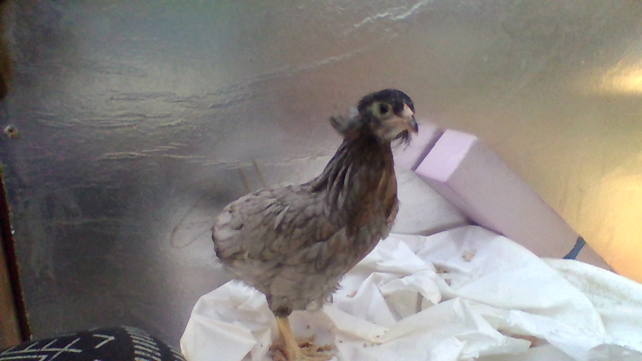 Araucana