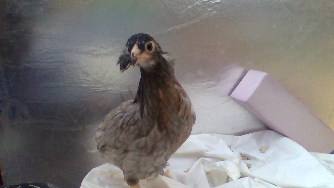 Araucana