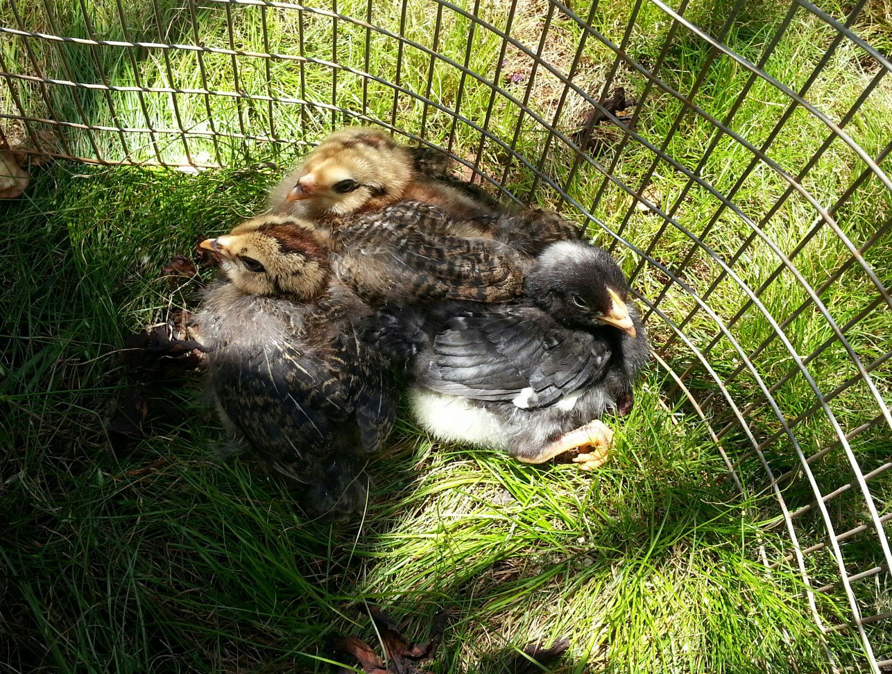 Araucanas and Barred Rock