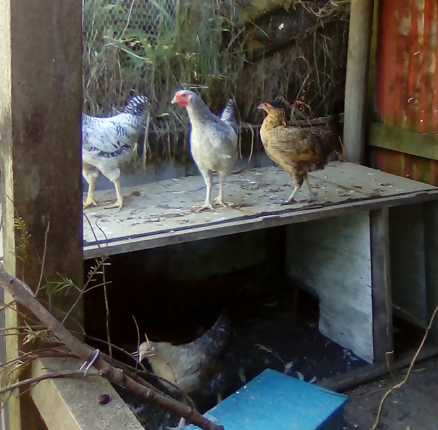 Araukana x Barred Rock, two barred Roo's I think, maybe for the pot