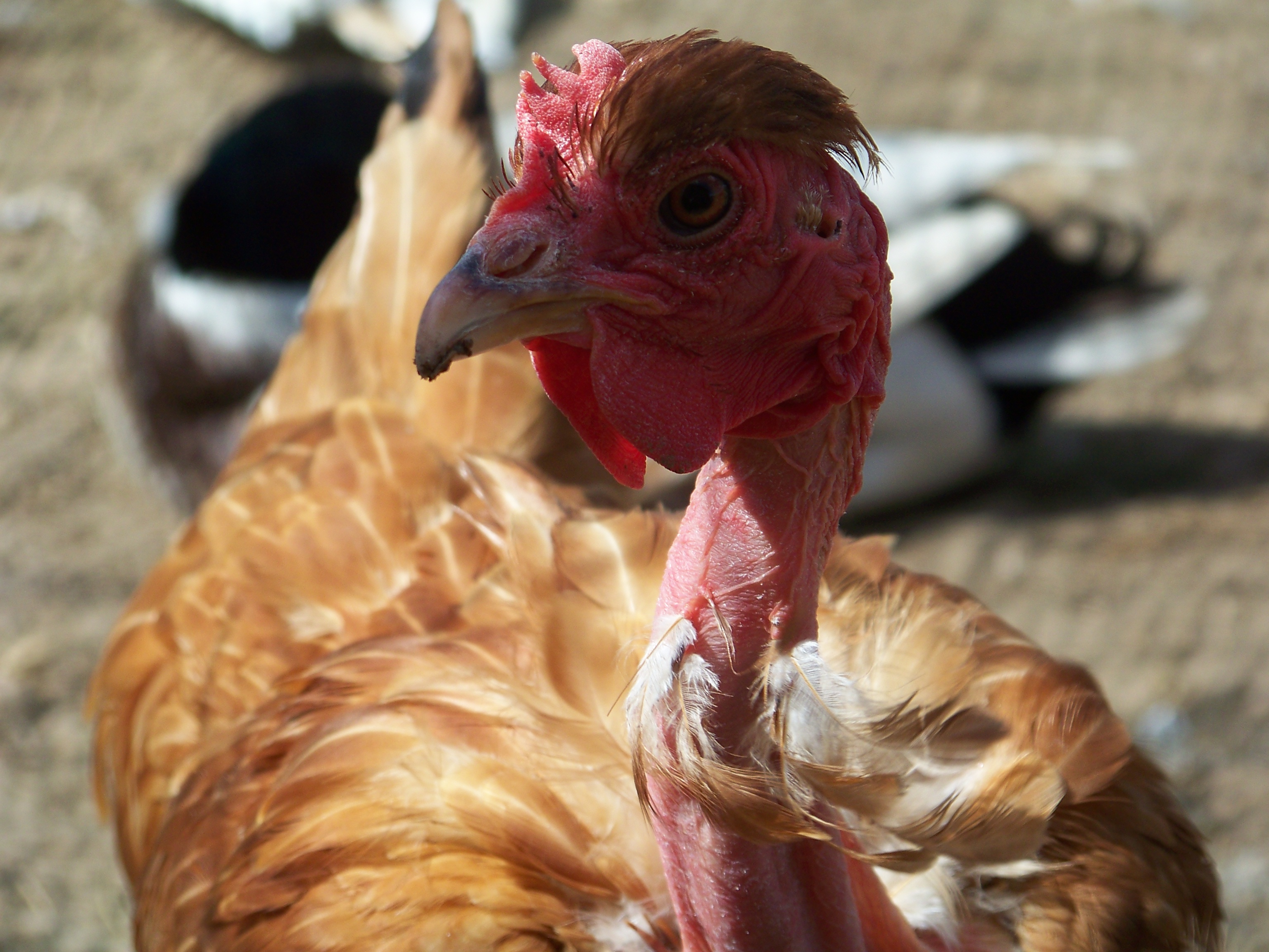 Archibald again. (NN hen) She's quite photogenic and she knows it! Look at that bowtie blowing in the breeze, ooh la la.