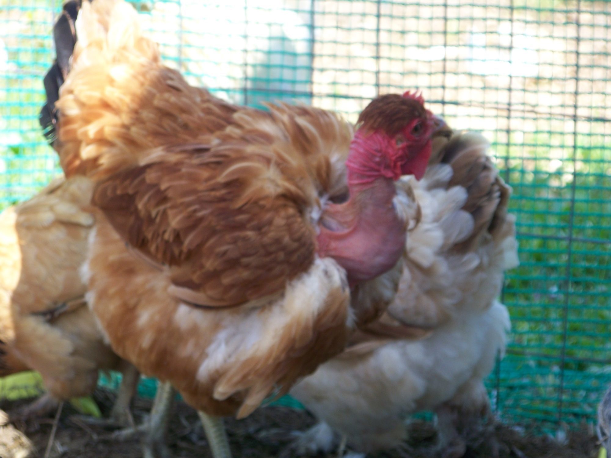 Archibald again. (NN hen)