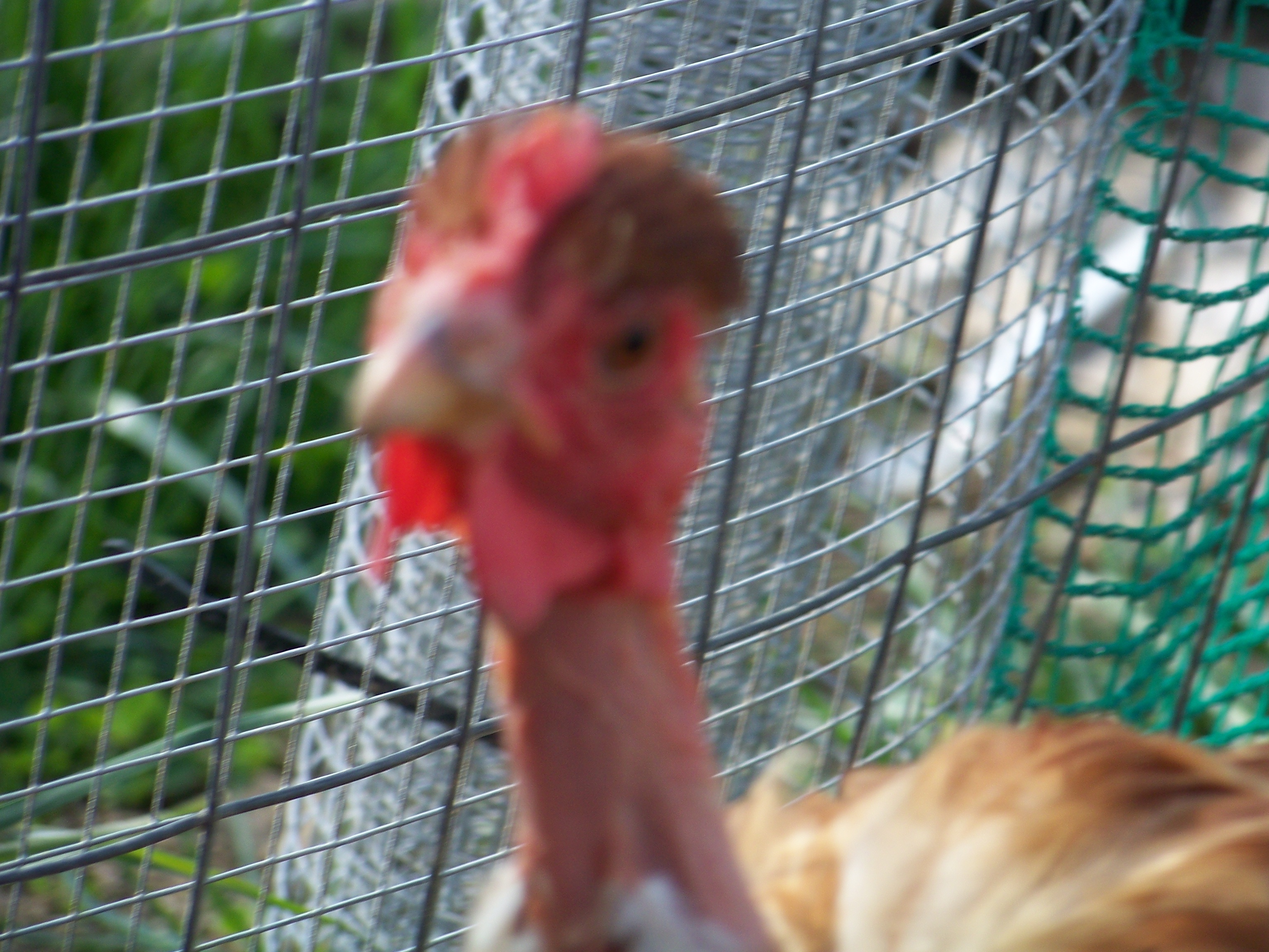 Archibald (NN hen) trying to be cute, but moving too fast for the camera.
