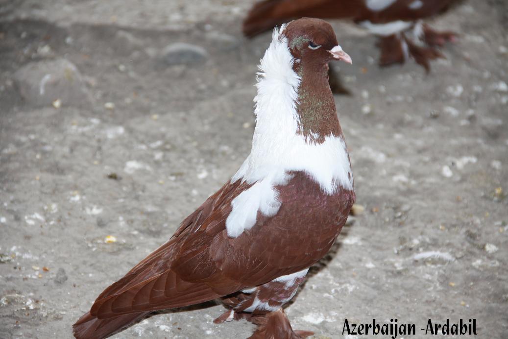 Ardabil
Ардебиль бойные

Azerbaijan breeds