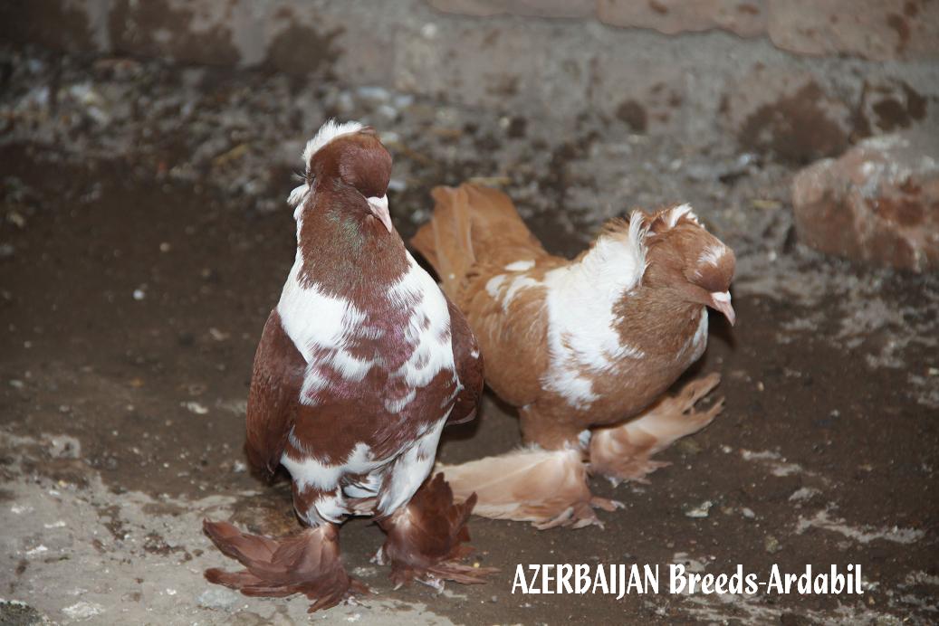 Ardabil
Ардебиль бойные

Azerbaijan breeds