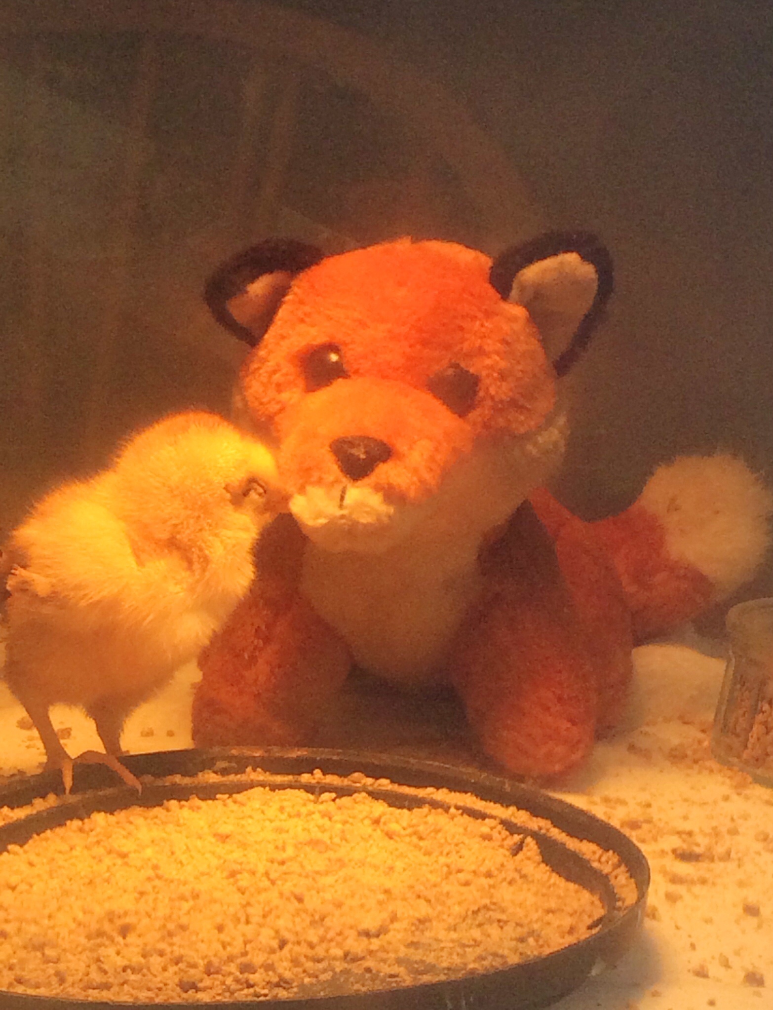 ARE YOU MY MOTHER?
This little chick was left behind.  A  substitute mom was though ly inspected.
