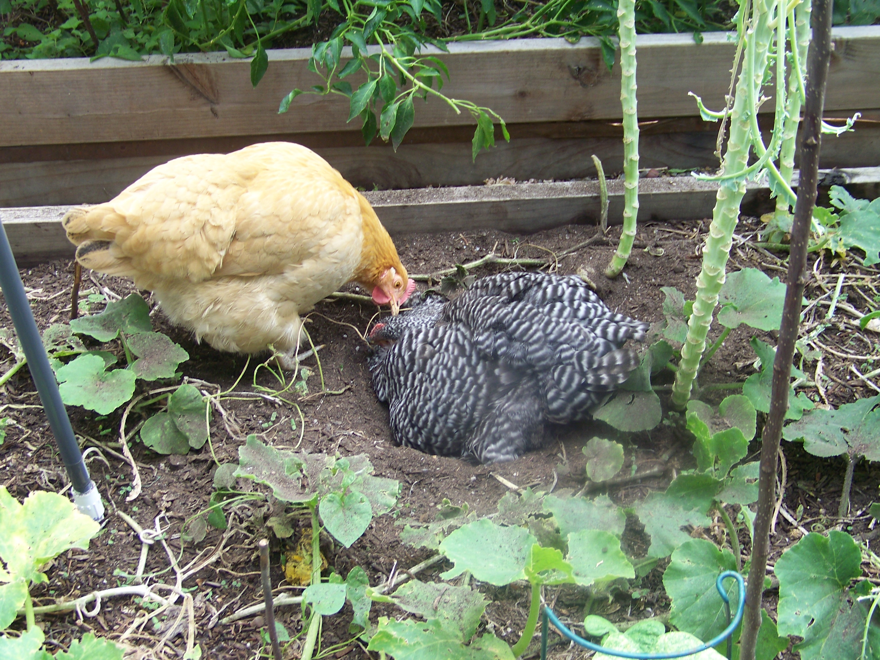 "Are you okay?"  Poor veggie garden...