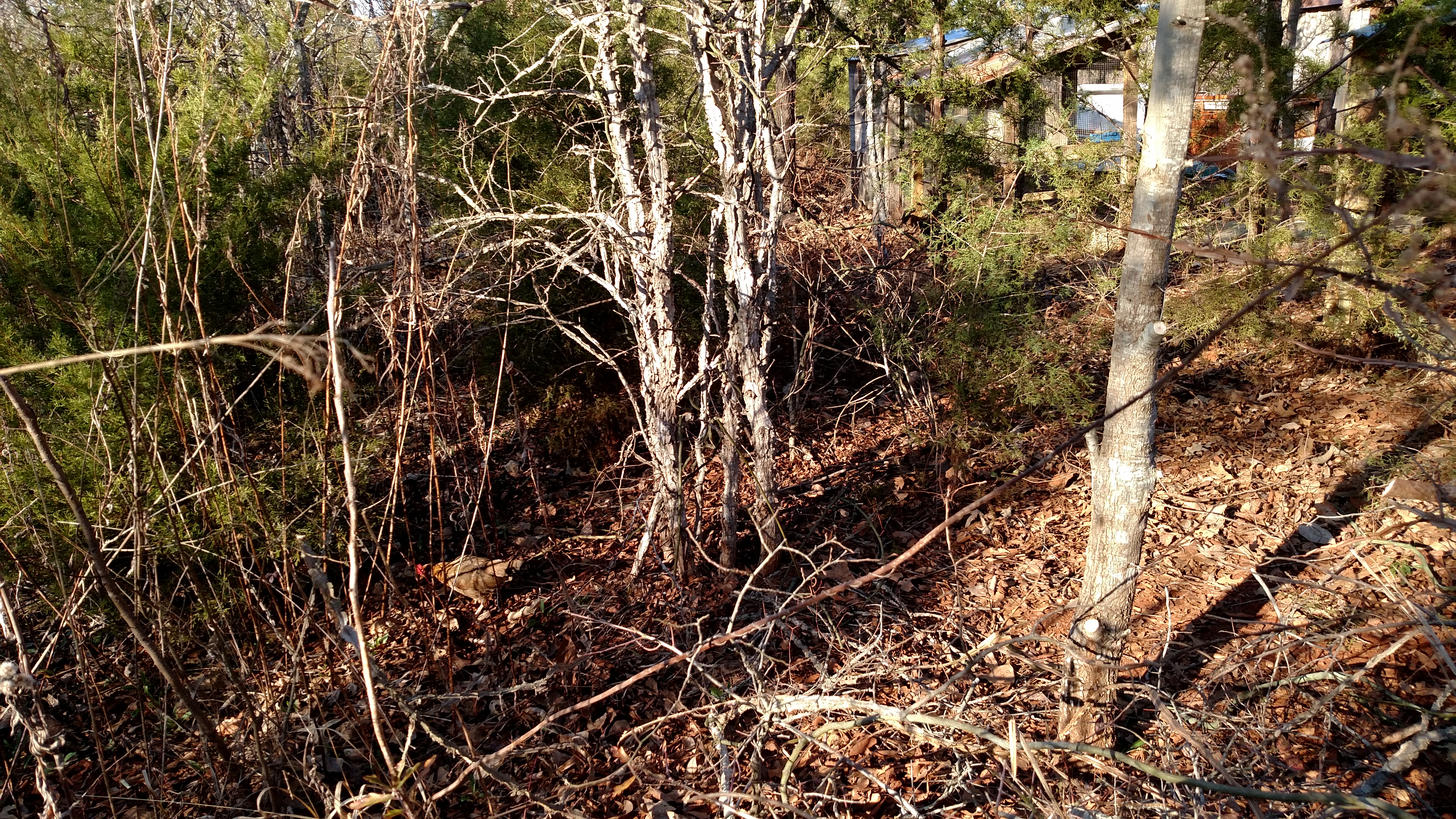 Area I am clearing for upcoming chicken/rabbit area.